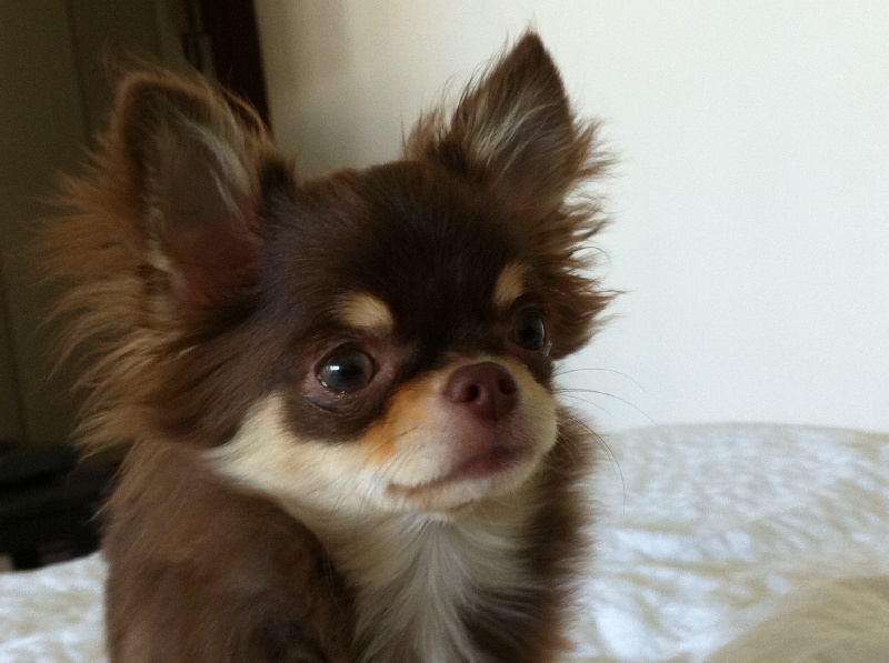 Publication : Amaryllis Jungle