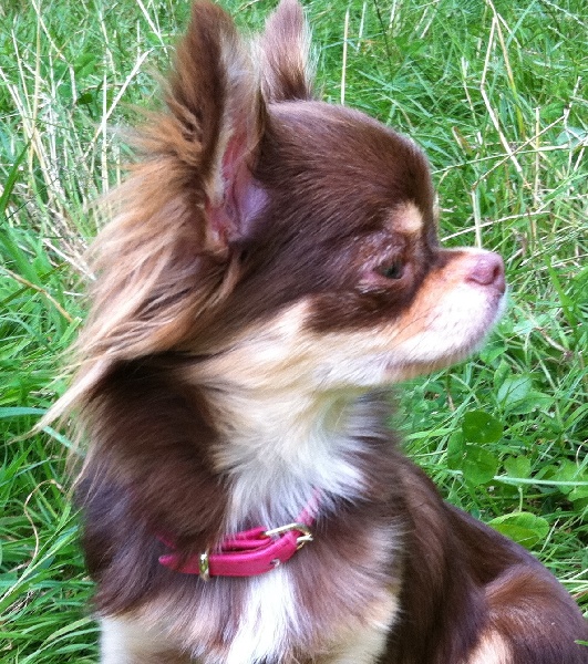 Publication : Amaryllis Jungle