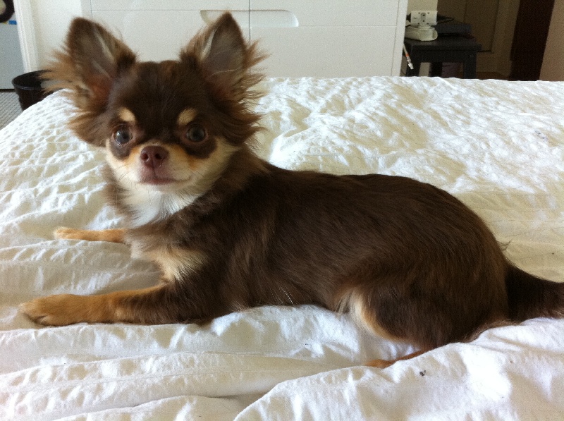 Publication : Amaryllis Jungle