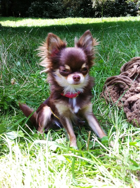 Publication : Amaryllis Jungle