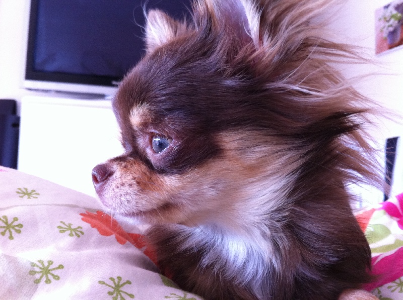 Publication : Amaryllis Jungle