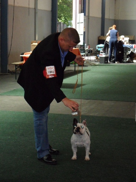 Gipsy du grand Molosse - V1 - CH VDH - RCAC - RCACIB