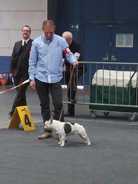 Gipsy du grand Molosse - 2 excellent RCACL