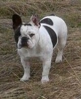 Gipsy du grand Molosse - 2°TB