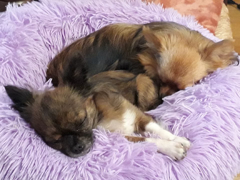 Publication : d'Acca Larentia