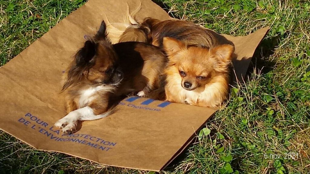 Publication : d'Acca Larentia