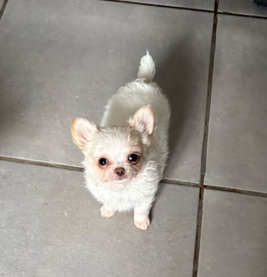 Les chiots de Chihuahua