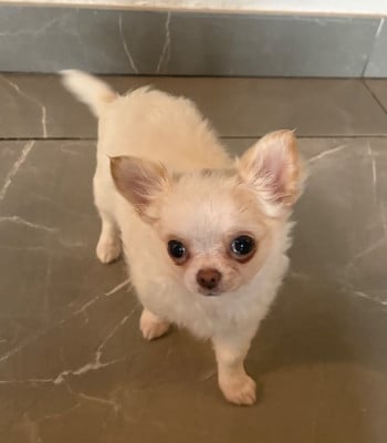 Les chiots de Chihuahua