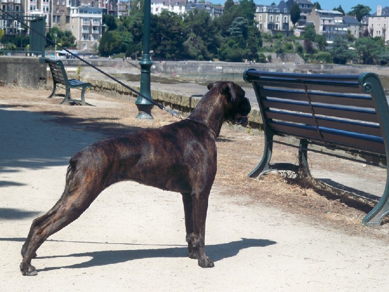 Goa Des Dunes De L'ouest - 1er Très Bon - Classe Intermédiaire -