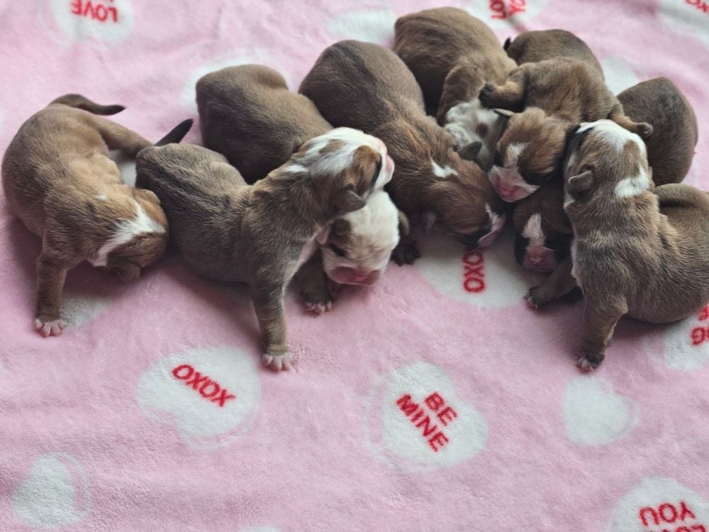 Bulldog continental - de Peyriac de Mer