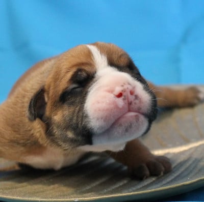 Les chiots de Bulldog continental