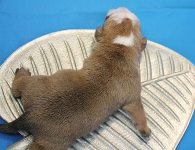 Les chiots de Bulldog continental