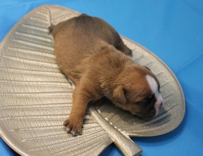 Les chiots de Bulldog continental