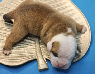 Les chiots de Bulldog continental