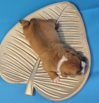 Les chiots de Bulldog continental