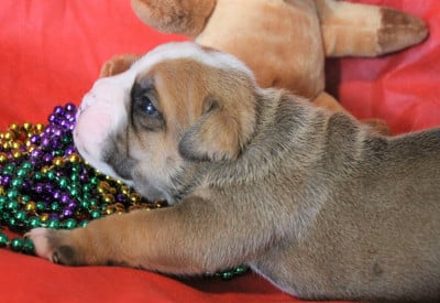 Les chiots de Bulldog continental