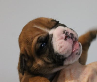 Les chiots de Bulldog continental