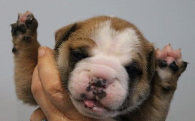 Les chiots de Bulldog continental