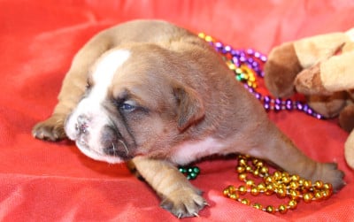 Les chiots de Bulldog continental