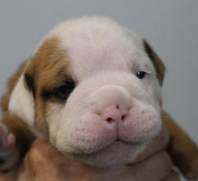 Les chiots de Bulldog continental