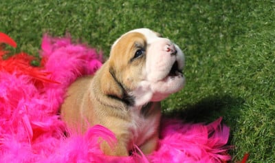 Les chiots de Bulldog continental