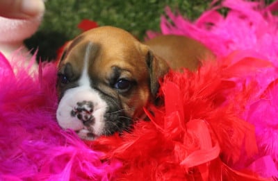 Les chiots de Bulldog continental