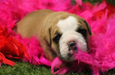 Les chiots de Bulldog continental