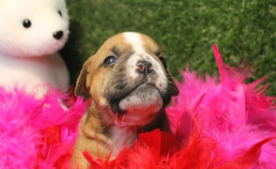 Les chiots de Bulldog continental