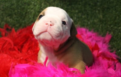 Les chiots de Bulldog continental