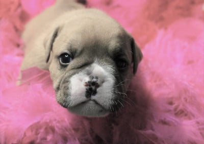 Les chiots de Bulldog continental