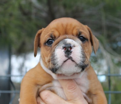 Les chiots de Bulldog continental