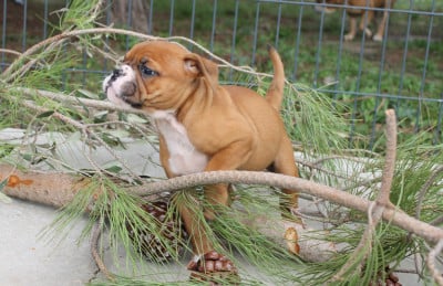Les chiots de Bulldog continental
