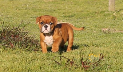 Les chiots de Bulldog continental