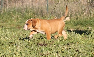 Les chiots de Bulldog continental