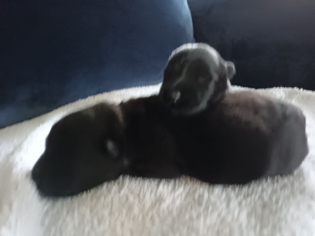 Publication : du Camaieu Bleu