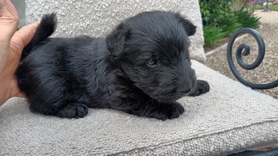 Les chiots de Scottish Terrier