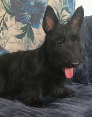 Les chiots de Scottish Terrier