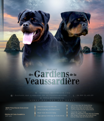 Les chiots de Rottweiler