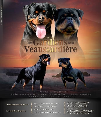 Rottweiler - Des Gardiens De La Veaussardière