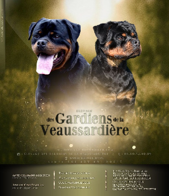 Les chiots de Rottweiler