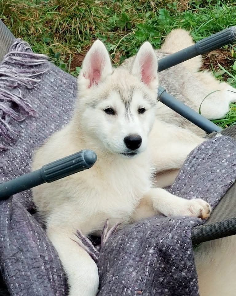 Valhalla rising dite Viviane Of Moonlight's Rhapsody