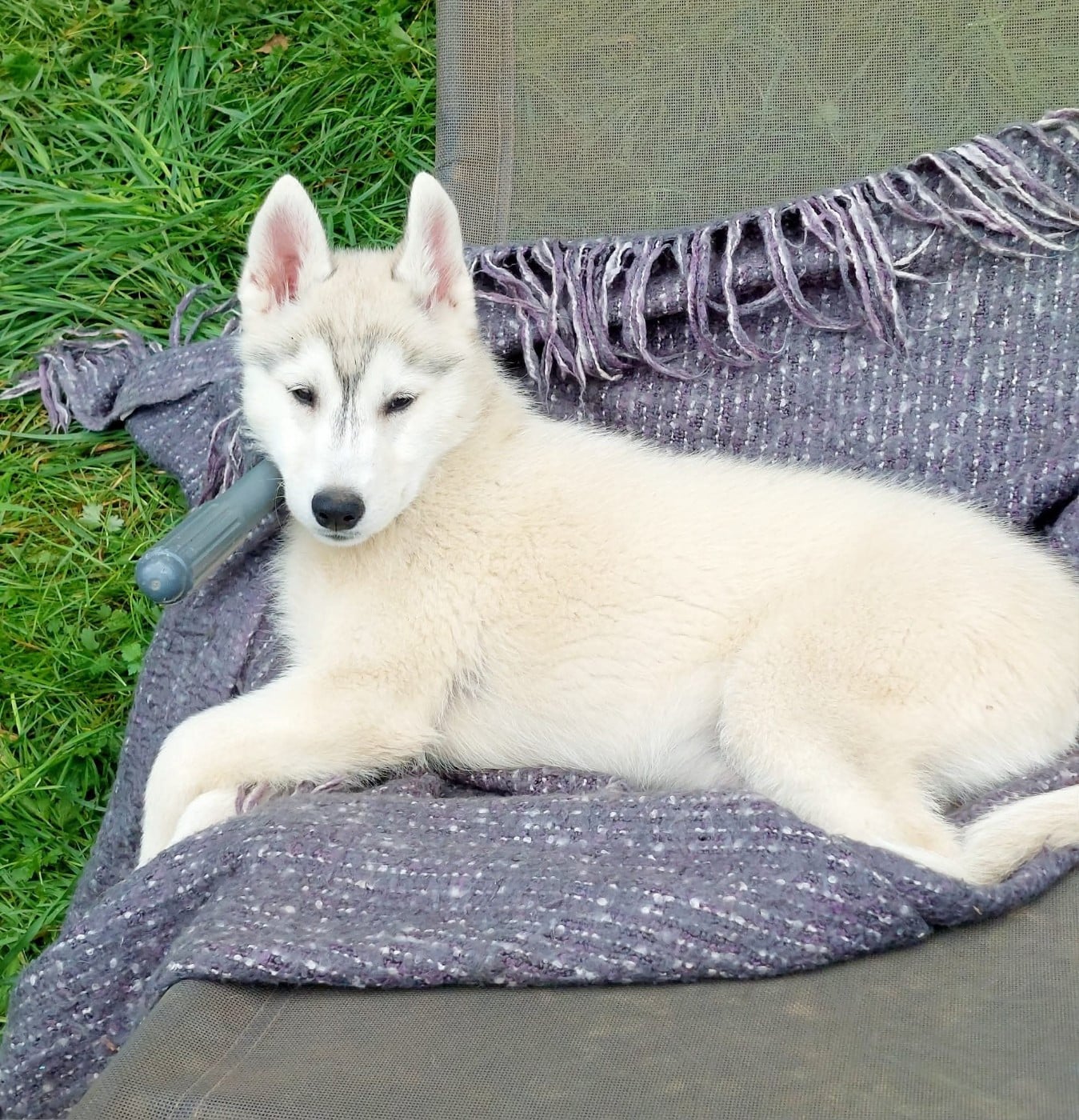 Valhalla rising dite Viviane Of Moonlight's Rhapsody