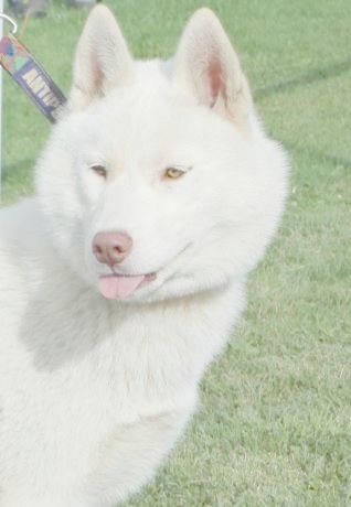 Publication : Of Moonlight's Rhapsody