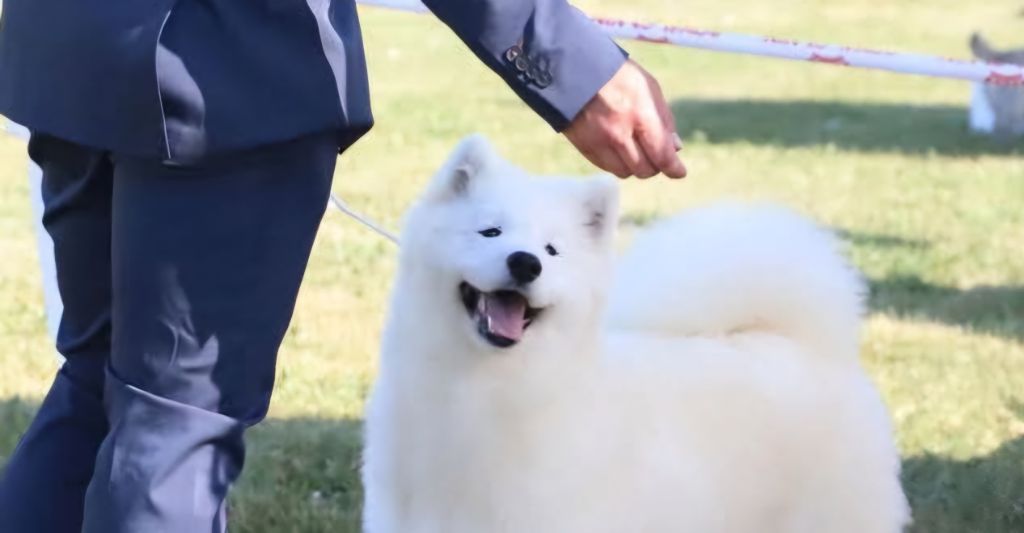 lucky love Velvet dream in a bentley