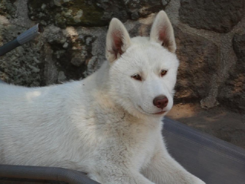 Publication : Of Moonlight's Rhapsody