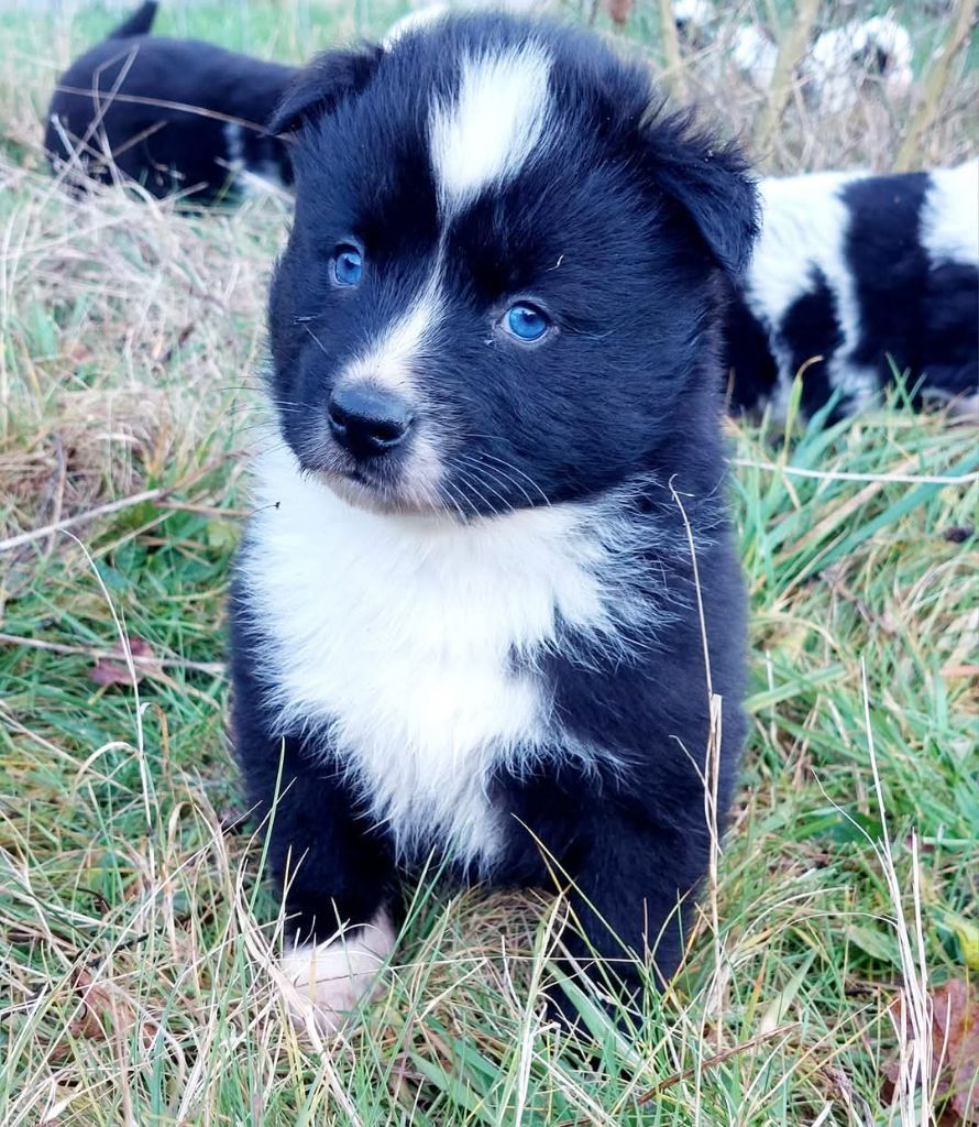 Via black mirror dit vroum vroum Of Moonlight's Rhapsody