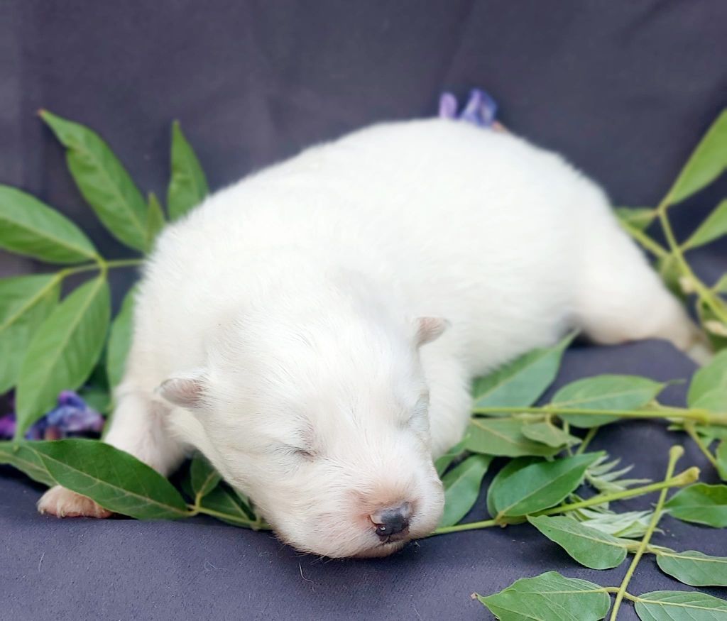 Unik and magnetic scandale Of Moonlight's Rhapsody