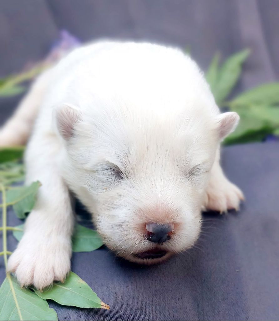 Unik and magnetic scandale Of Moonlight's Rhapsody