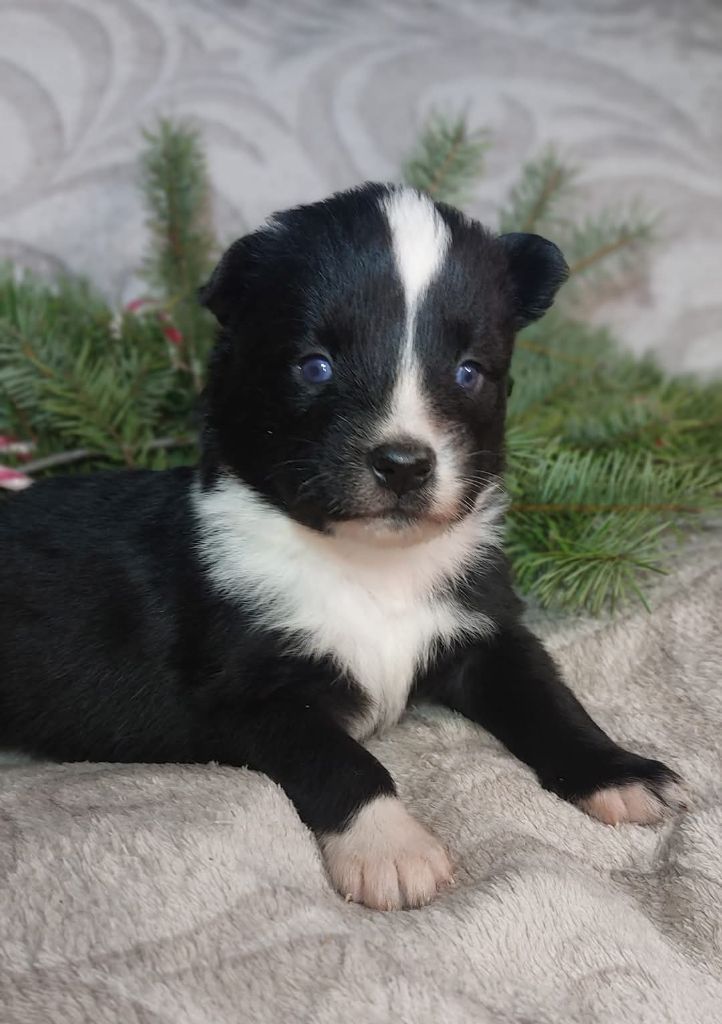 Via black mirror dit vroum vroum Of Moonlight's Rhapsody