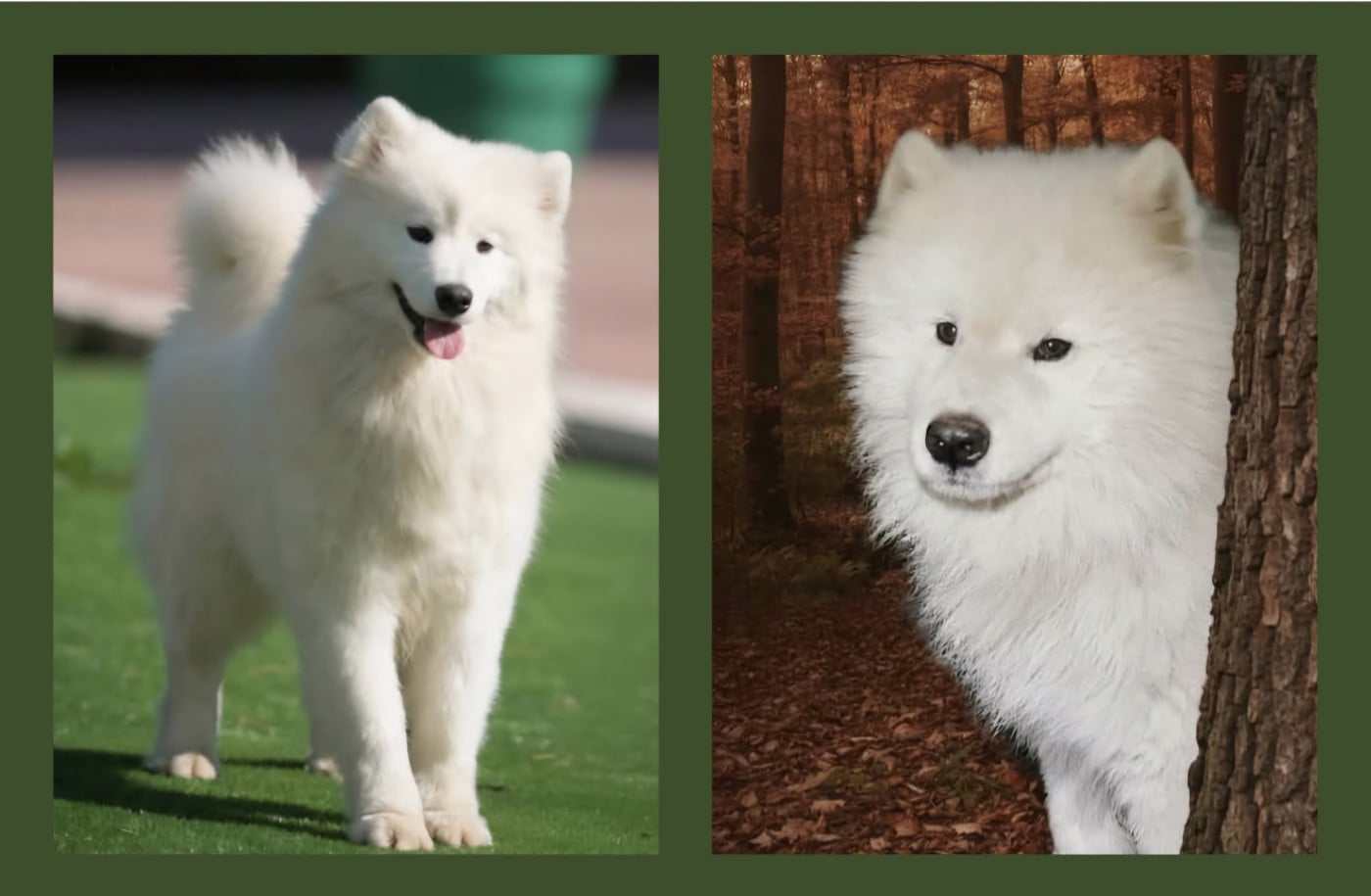 Samoyède - Of Moonlight's Rhapsody